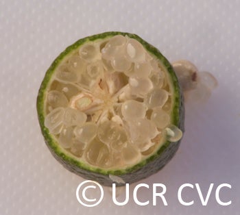 Microcitrus australasica CRC3672010