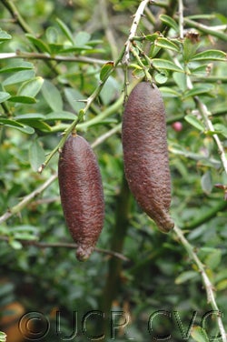 Microcitrus australasica CVC148003