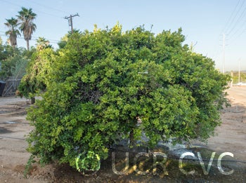 Microcitrus australasica CRC3663001