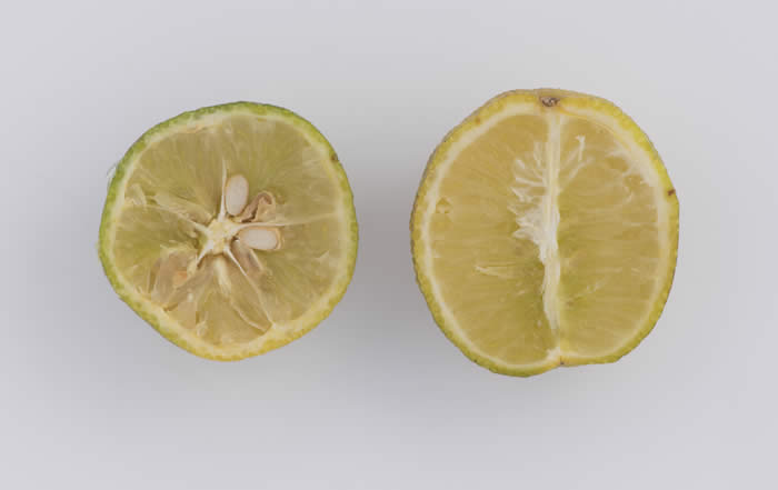 Microcitrus australasica CRC3663003