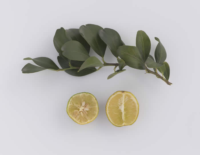 Microcitrus australasica CRC3663004