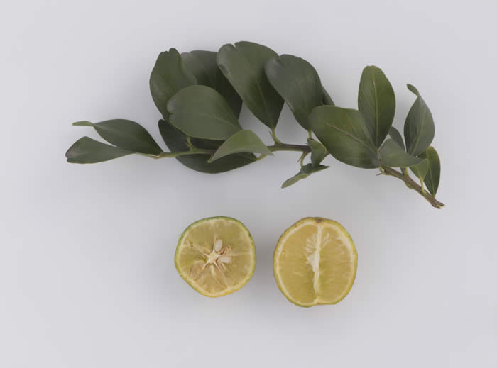 Microcitrus australasica CRC3663005