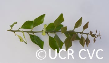 Microcitrus australis CRC3665002