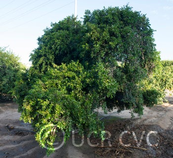 Microcitrus australis CRC3669001