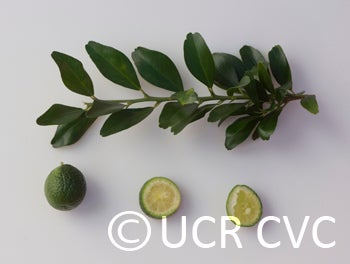 Microcitrus australis CRC3669006