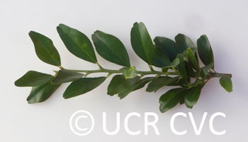 Microcitrus australis CRC3669007