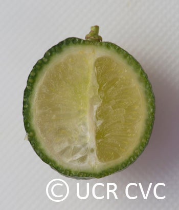 Microcitrus australis CRC3669010