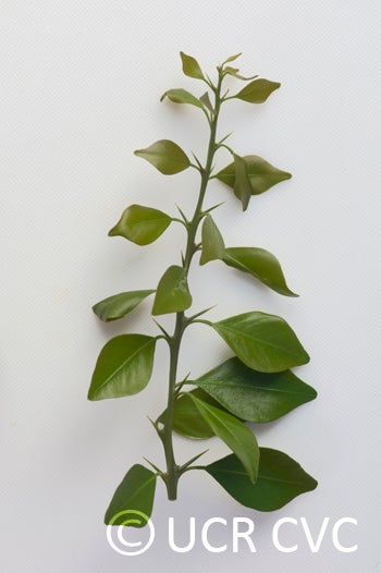 Microcitrus australis crc3673010