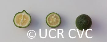 Microcitrus australis crc3673011