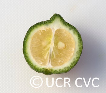 Microcitrus australis crc3673012