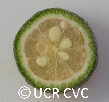 Microcitrus australis crc3673013