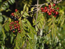 Bergera koenigii flower CRC3165003