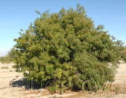 Bergera koenigii flower CRC3165006