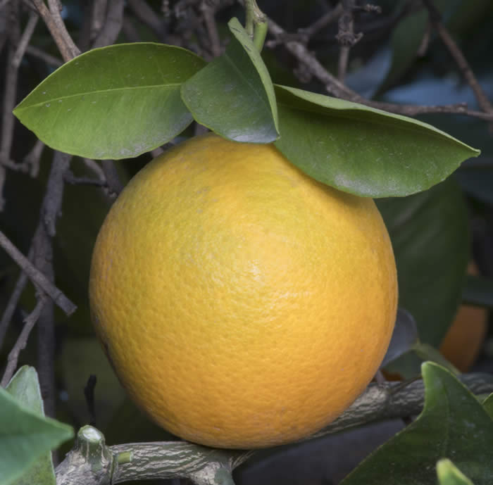 Orange de Nice Sweet Orange crc 3624005