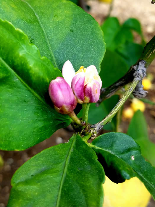 AmberEurekacrc2429_0