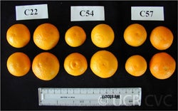 Roose_rootstocks crc4219000
