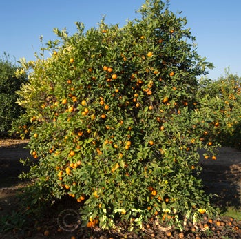 Santa Barbara red lime tree