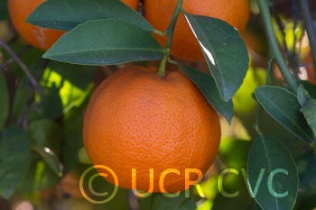 Santa Barbara red lime close up