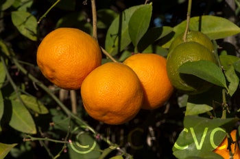 Santa Barbara red lime fruit on tree