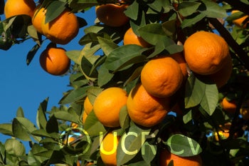 Santa Barbara red lime fruit on tree