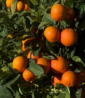 Santa Barbara red lime fruit on tree