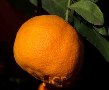 Santa Barbara red lime close up