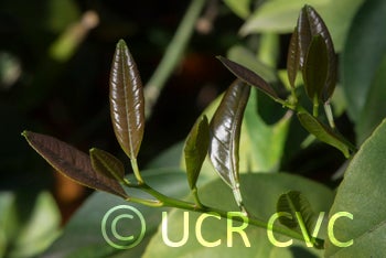 Santa Barbara red lime leaves