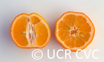 Santa Barbara red lime sliced open