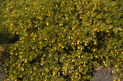 Tavares limequat  005_000