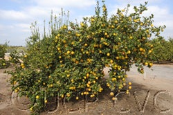 Taylor Eureka lemon  001