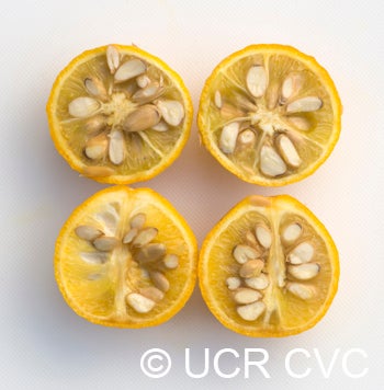 Taylor trifoliate crc3571005