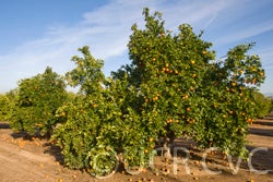 Thermal Tarocco blood orange crc4018003