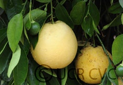 Thompson Pink cvc003