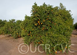 Thomson Navel Orange  crc983_001