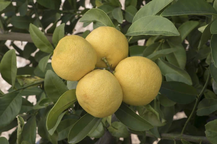 Tuningmeng Rangpur lime  crc4139003