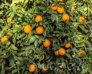 Xianfengcheng sweet orange CRC3982 002