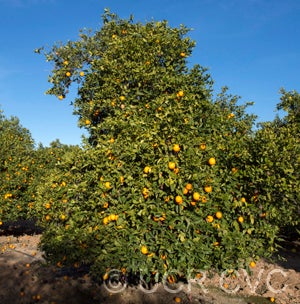 Xianfengcheng sweet orange CRC3982 003