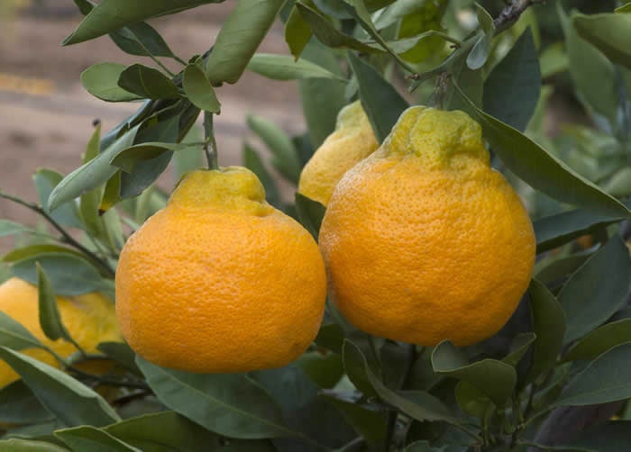 Xie Shan Satsuma mandarin CRC4081 007