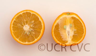 Yalaha tangelo CRC2559 007