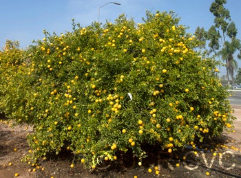 Yamaguchi trifoliate CRC3412003