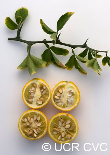 Yamaguchi trifoliate CRC3412005