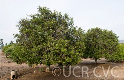 Yellow-Rind mandarin CRC 3895003