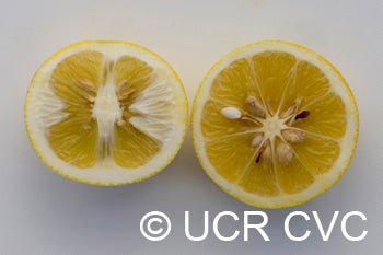 Yellow tip citrumelo (I-91-1) 91 1NGR 33000008