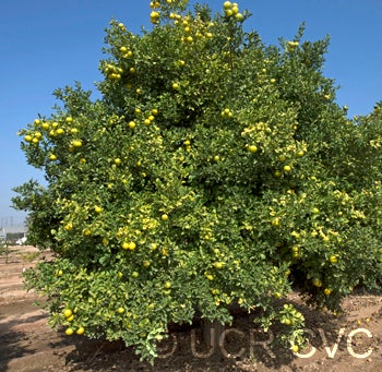 Yellow tip citrumelo 91 2NGR 3302001