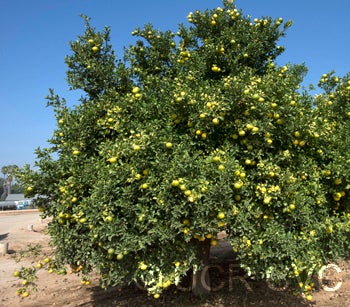 Yellow tip citrumelo 91 2NGR 3303003