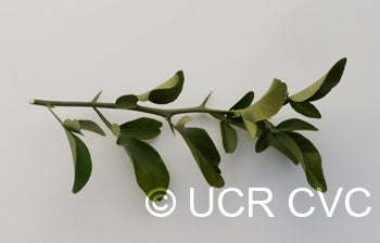 Yellow tip citrumelo 91 2NGR 3303007