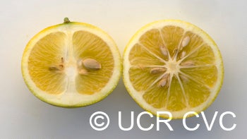 Yellow tip citrumelo 91 2NGR 3303008