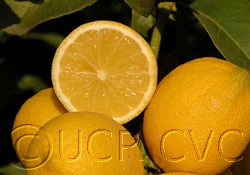 Yen Ben Lisbon lemon 49