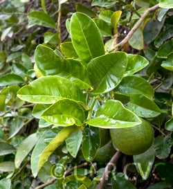 Yuma Ponderosa lemon pummelo hybrid 3488006