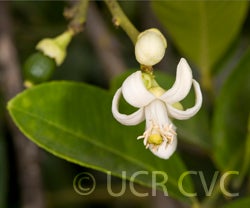 Yuma Ponderosa lemon pummelo hybrid 3488007